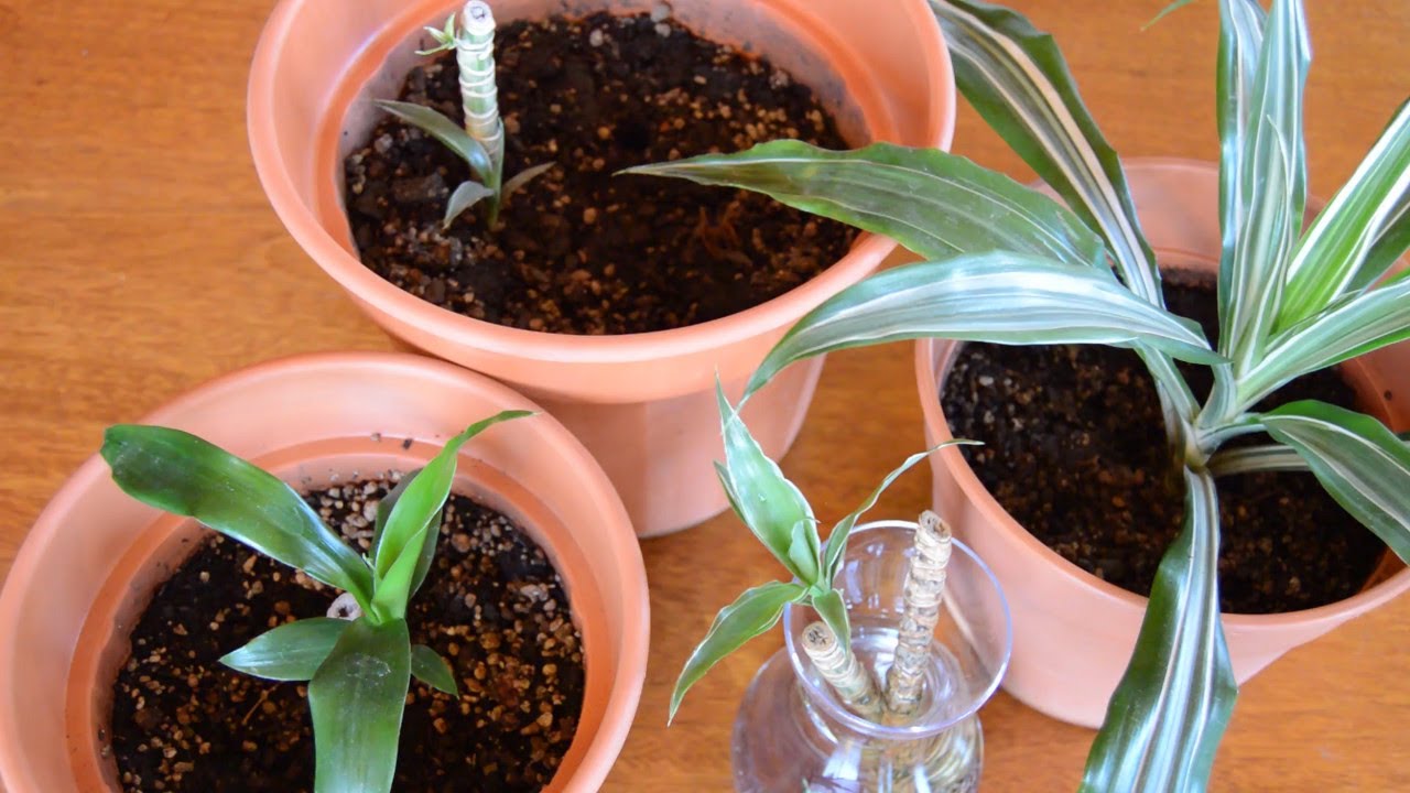 Cómo podar una Dracaena