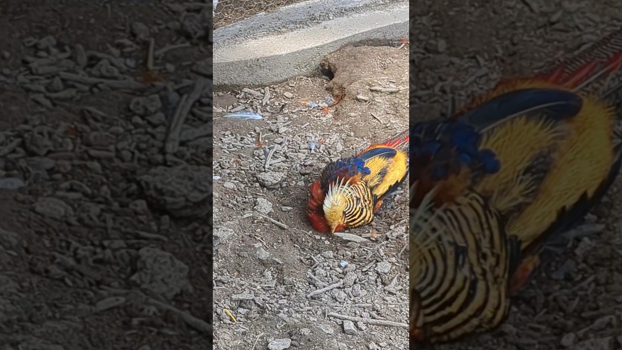 How Are The Pheasant Doing? #pheasants