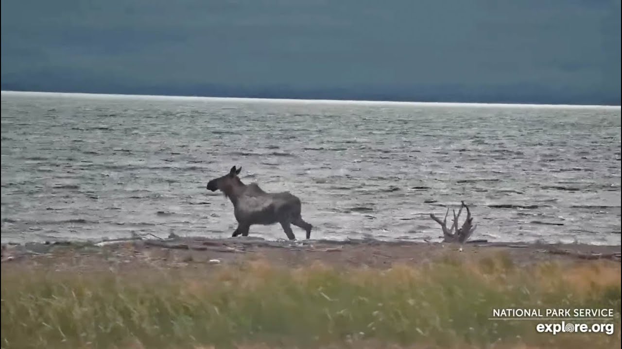 Moose Swims Across the Lake - June 26, 2024 (explore.org)