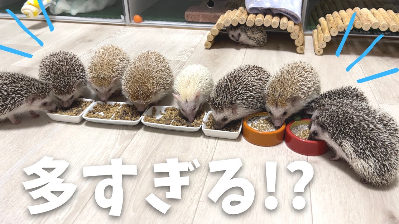 🍎🦔 【総勢13匹】我が家のハリちゃん解放してみた＊hedgehog Life＊