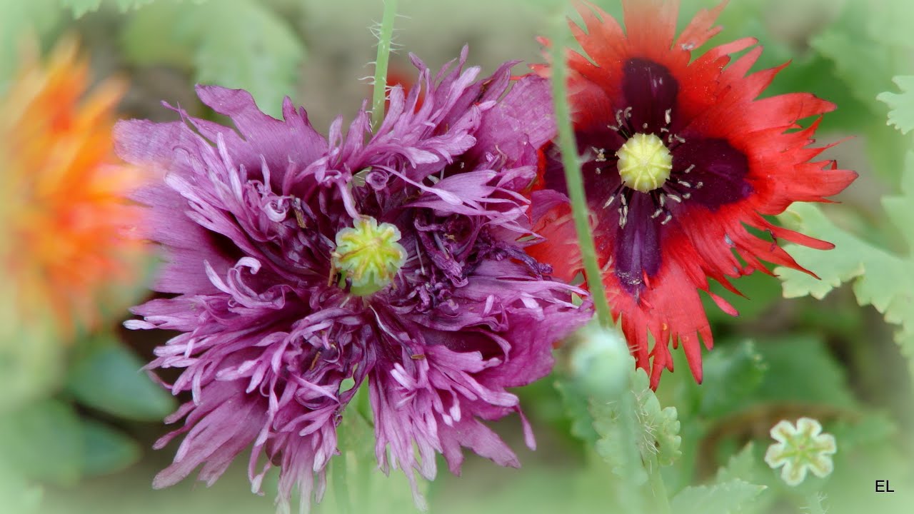 MAKI  &hearts; kwiaty z mojej rabaty ❀&hearts;❀ Poppies flowers from my garden &hearts;