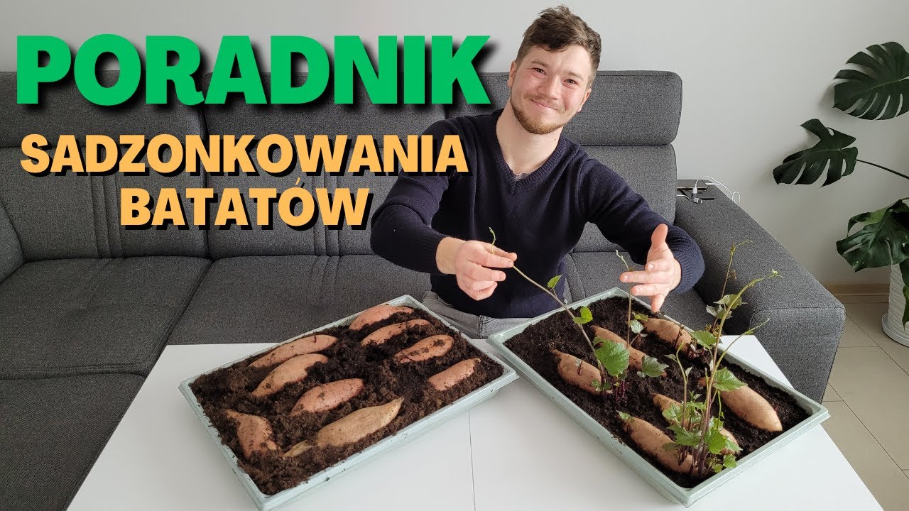 PORADNIK - UPRAWA BATATÓW #2