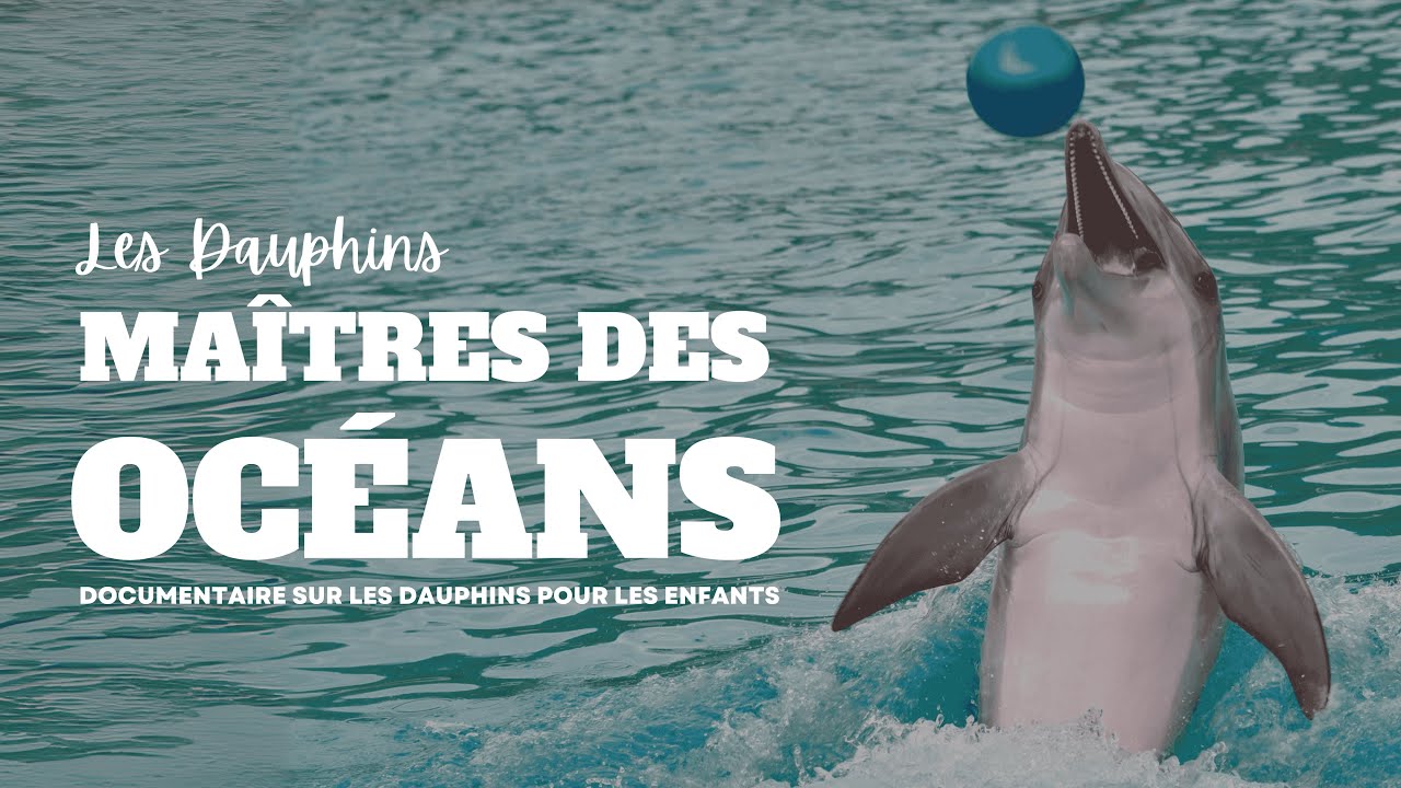 Documentaire Animalier : D&eacute;couvre Tout sur les Dauphins !