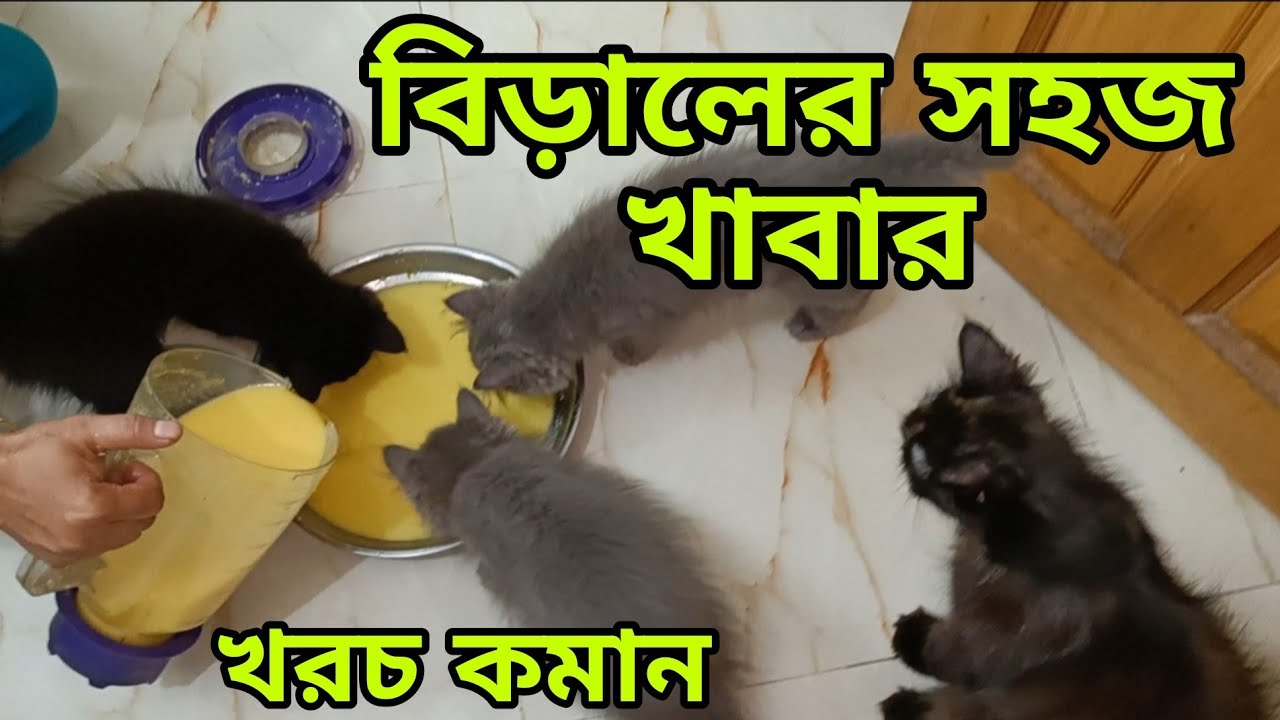 কম খরচে বিড়ালের খাবার বানানো শিখুন || How to make healthy cat food at home || #cat @Rusha's Creativity