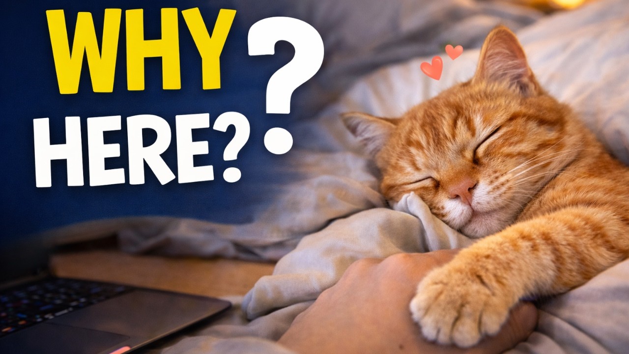 Why Your Cat Sleeps Next To You (The Real Reason) |The Hidden Language of Pets