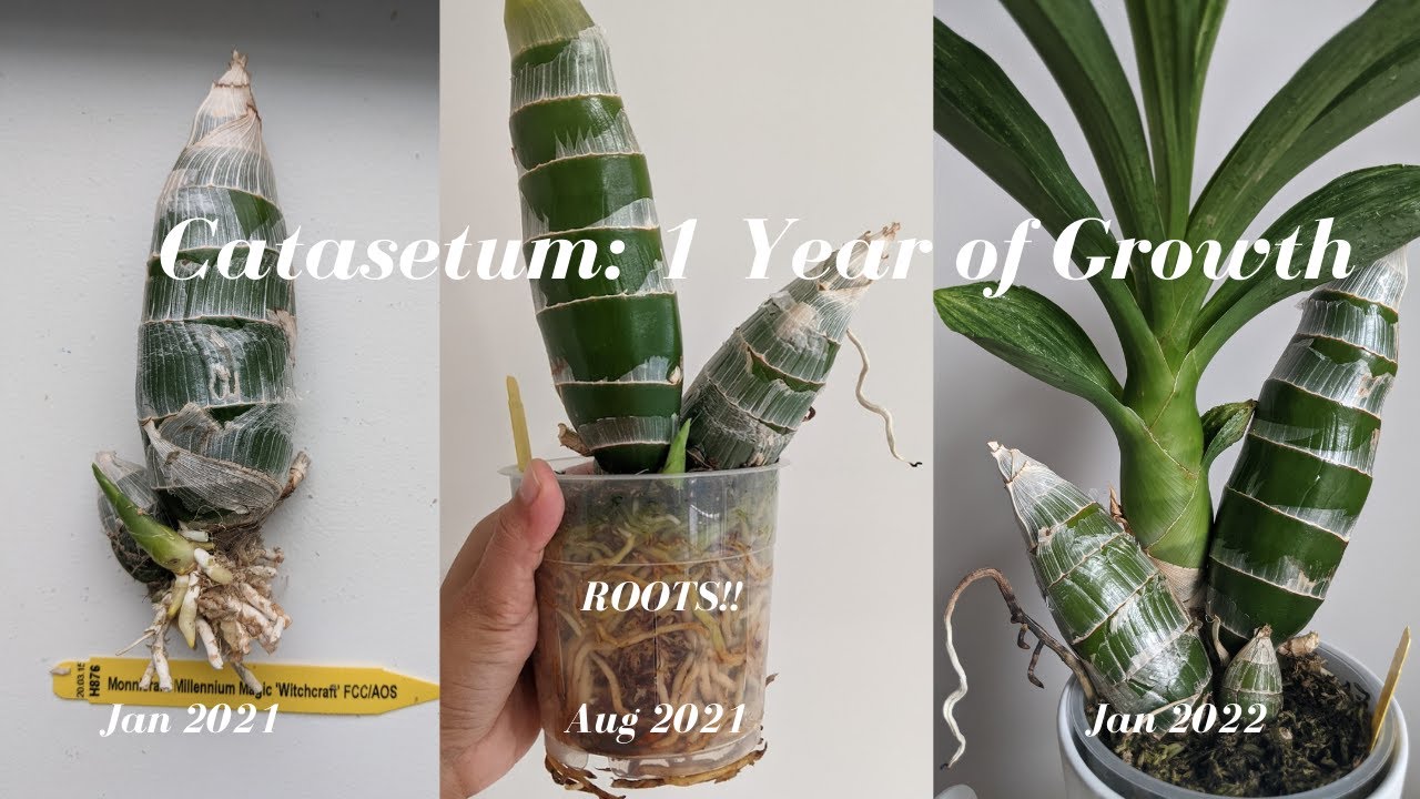 Catasetum Update - 1 year of Growth Monneirara Millennium Magic Witchcraft - Black Orchid