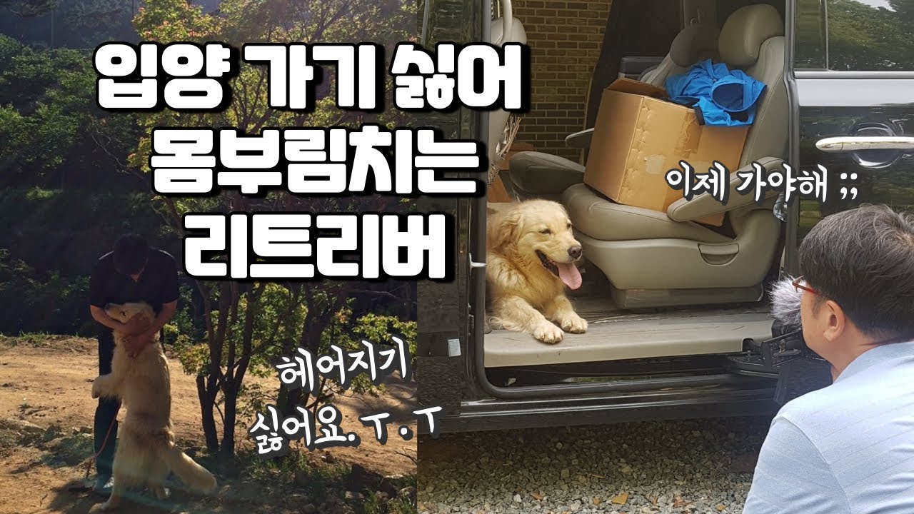 입양 싫어! 헤어지기 싫은 리트리버, 미안해.ㅜ.ㅜ  #리트리버 #구조 #반려견