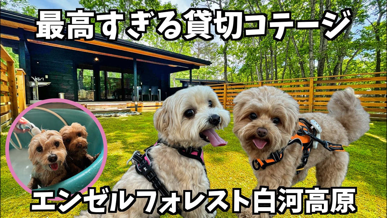 【ワンコの楽園🐶✨】大自然で心も身体も癒される😌愛犬ファーストな最高の宿を見つけました！【エンゼルフォレスト白河高原】