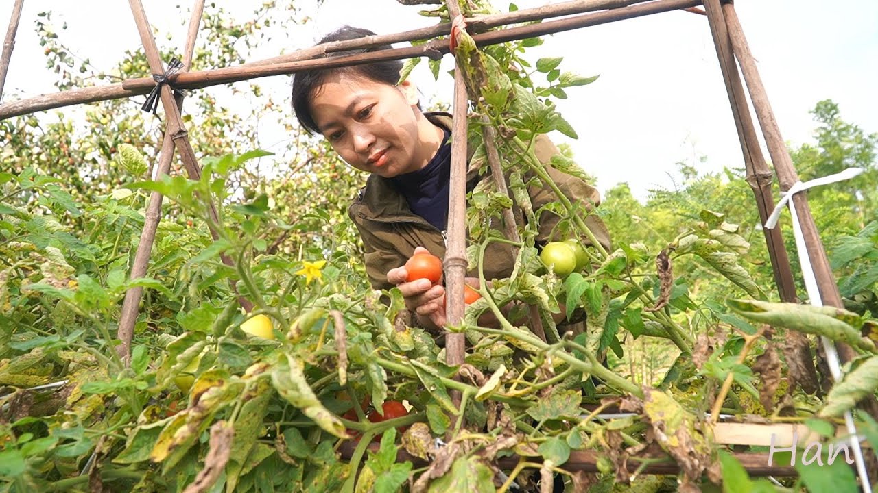 Harvesting Tomatoes and Make Stuffed Tofu in Tomato Sauce.  Delicious Food | Han Channel