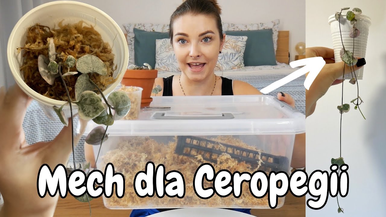 Idealna uprawa Ceropegii Woodii – mech i keramzyt