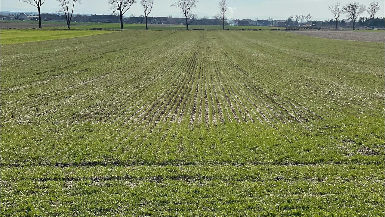 Jak wygląda pszenica NoTill?! Rzepak w StripTill?