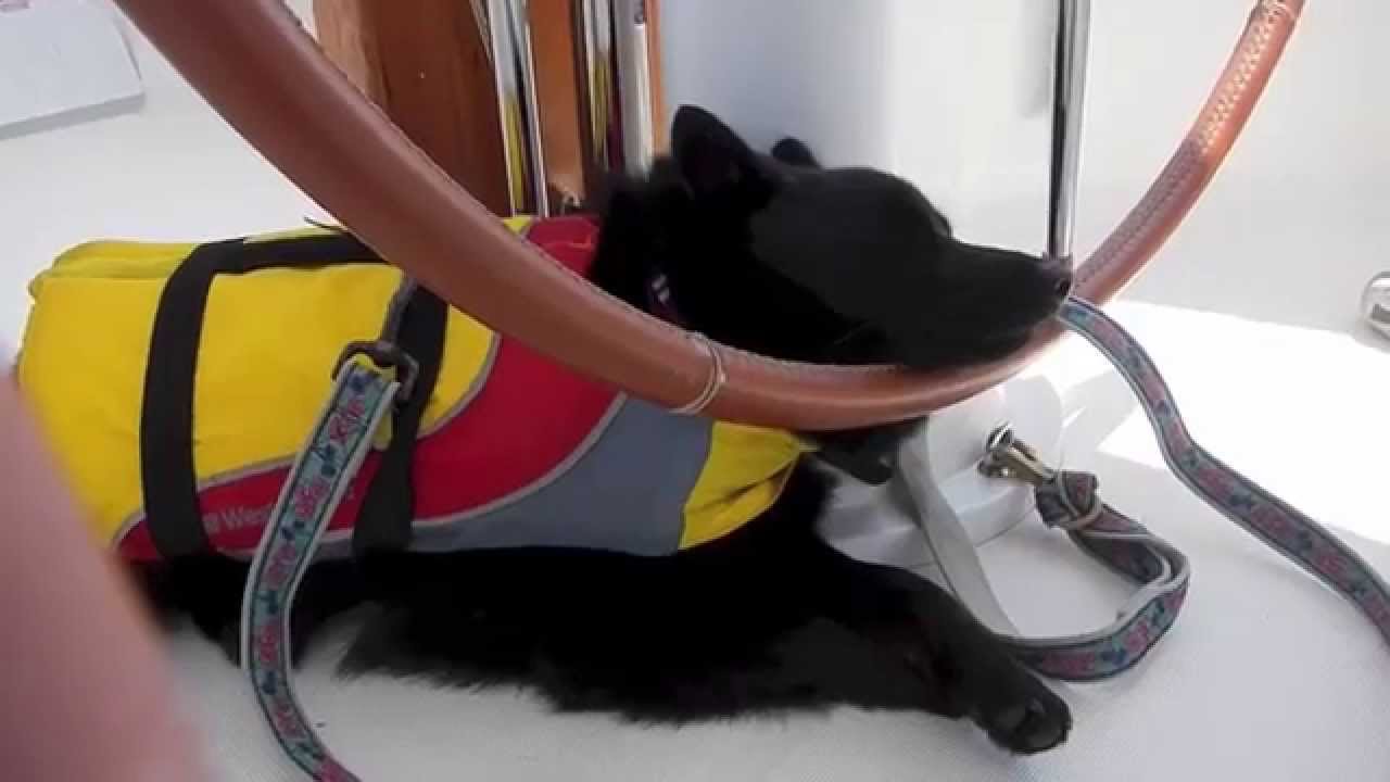 Flash the Schipperke