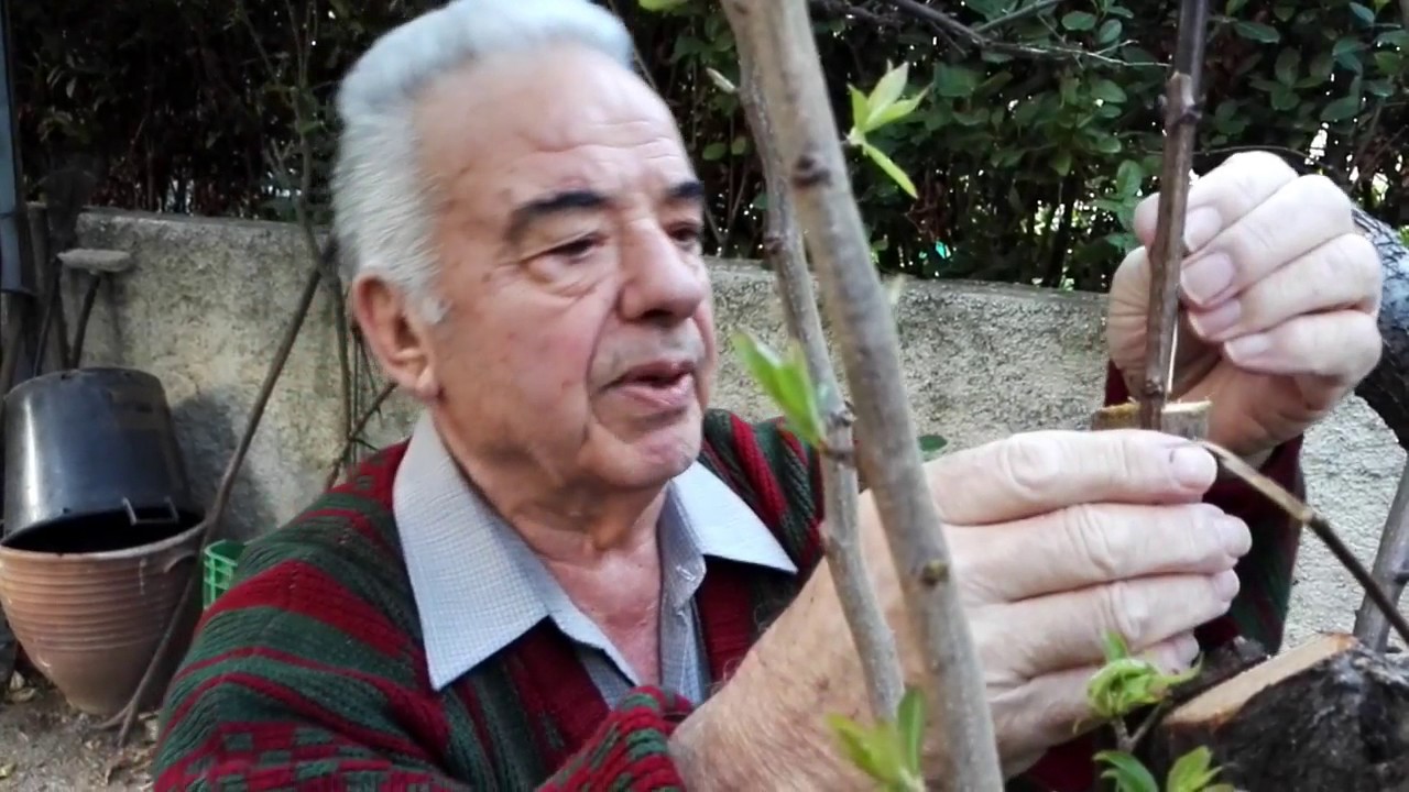 Σχιστός εμβολιασμός  Μπόλιασμα Grafting technique