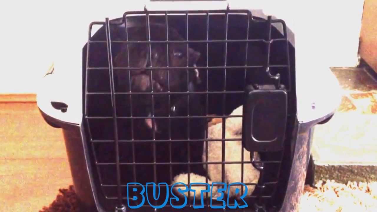 French Bulldog Crying Like A Baby