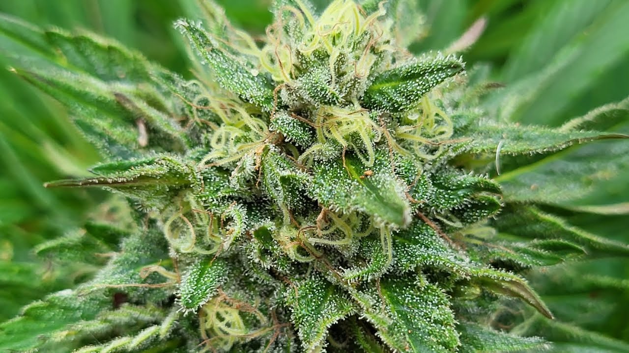 Pineapple Express mk2 G13 Labs.