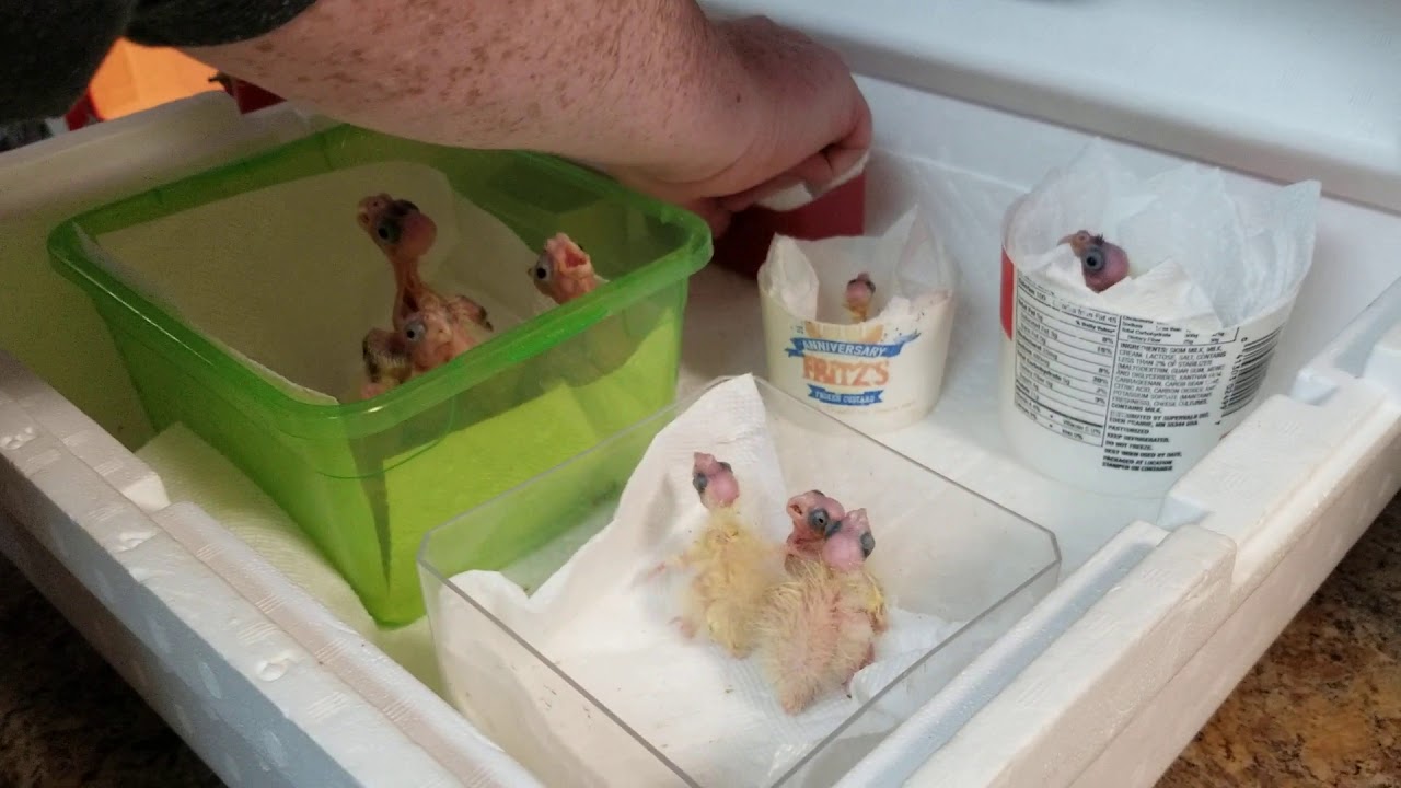 Let's feed some baby's and talk about brooders.