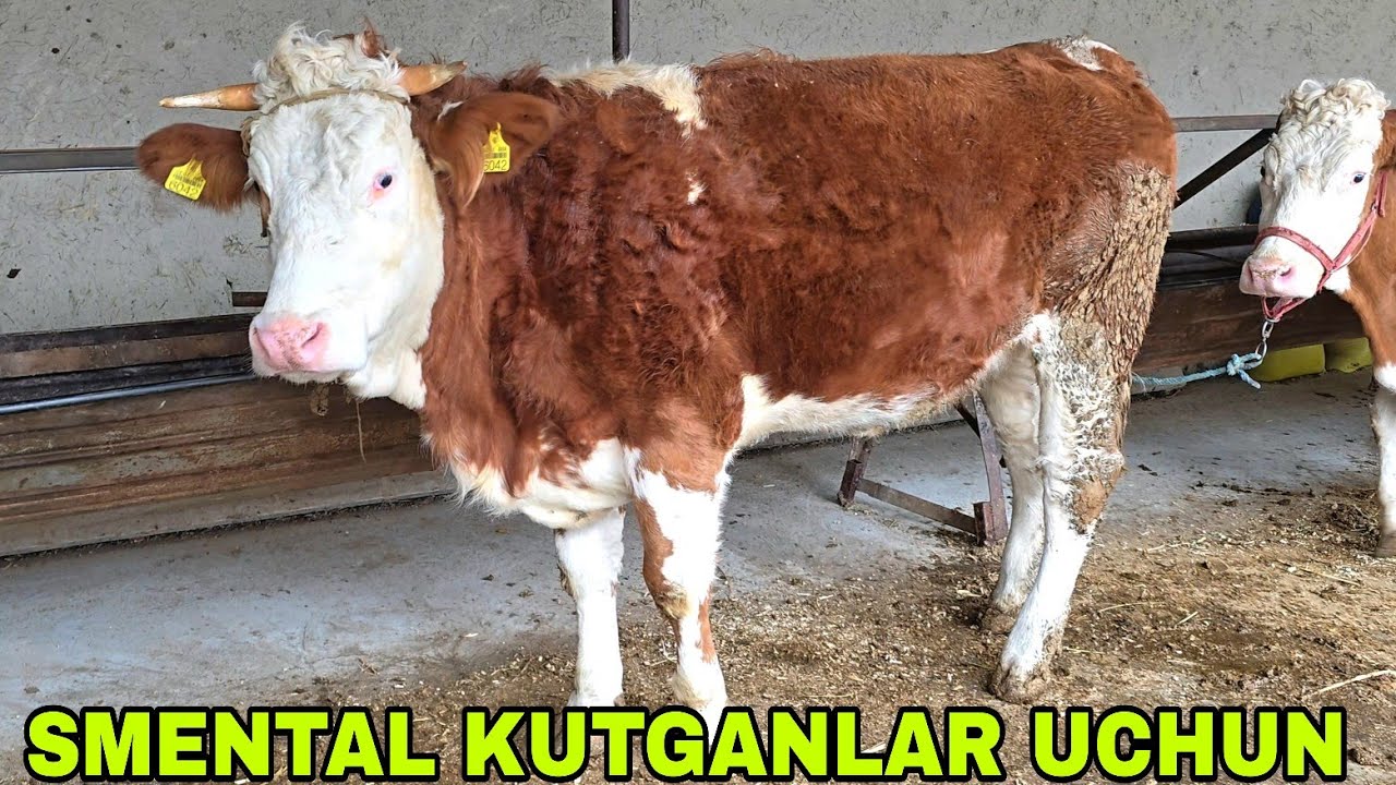  Fayziddin akani fermalaridan yangi partiya smental g'unojinlar angus buqachalar zo'rlari 4 02 26 г.