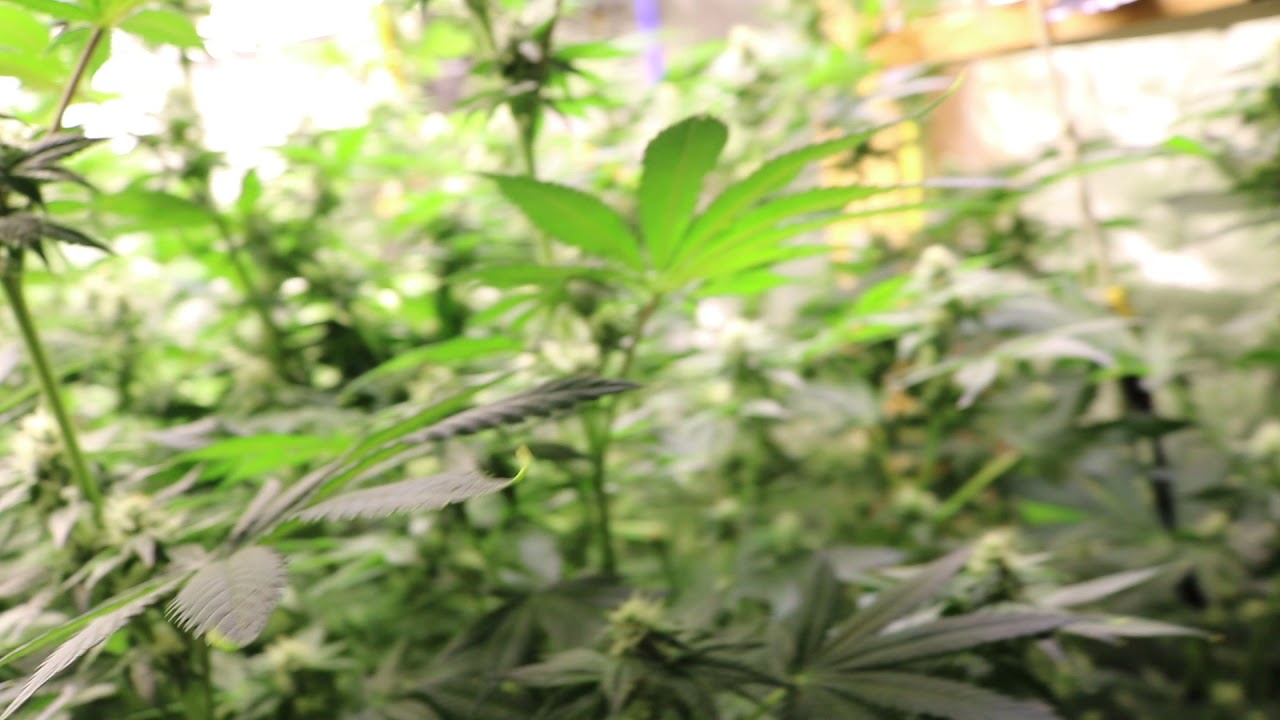 MARSHYDROLED_AMAZON 10x5 GROW ( 4 Weeks Flower , 61 Days Total )MARSHYDROLED_AMAZON FCE3000