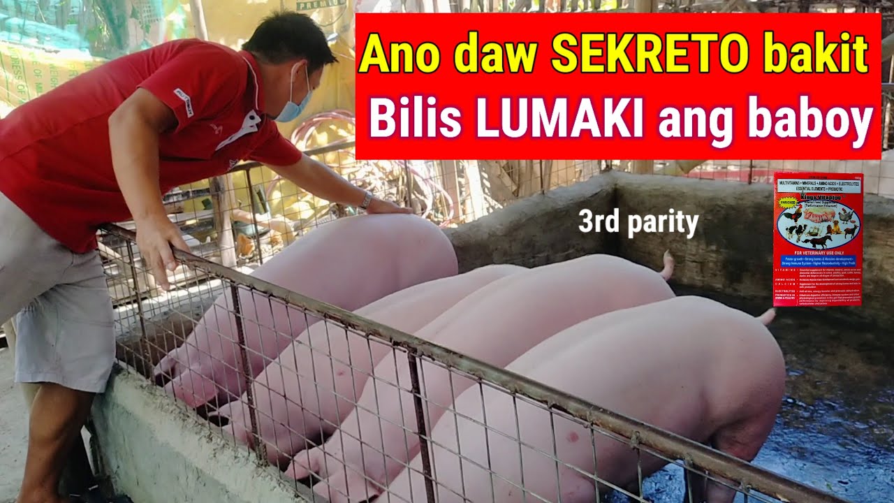 ANO DAW SEKRETO BAKIT BILIS LUMAKI ANG BABOY / 3rd parity /Dodong Villaran