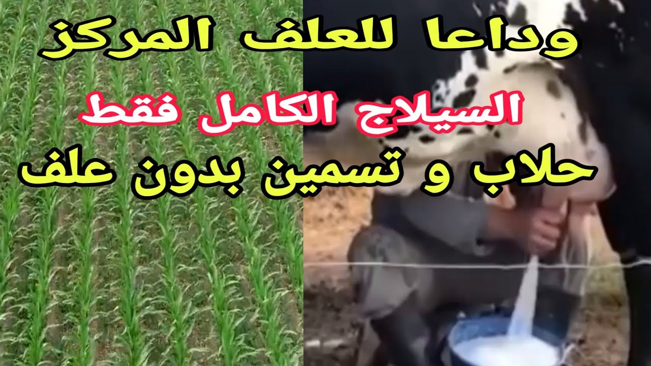 سيلاج الذرة والفول الصويا. يكفي بدون علف مركز للحلاب و التسمين .معلومات غير مسبوقة..د/السيد الطوخي