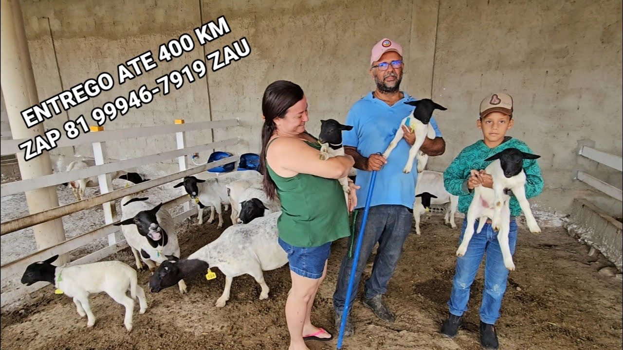 Venda de OVELHAS e CARNEIROS DORPER Zau das OVELHAS zap 81 99946-7919