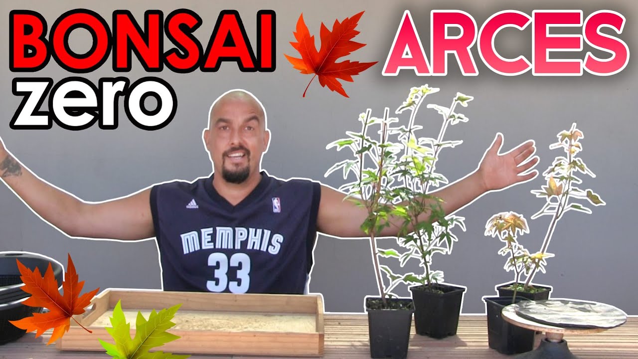 Bonsai Zero 4 ARCES (palamtum, deshojo, buergerianum y ginnala)