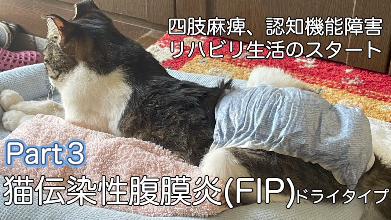 猫伝染性腹膜炎(FIP)闘病記③ リハビリ生活