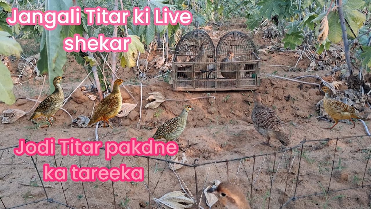 Jodi Titar pakdne ka tareeka Live Jangali Titar ki Shekhar 