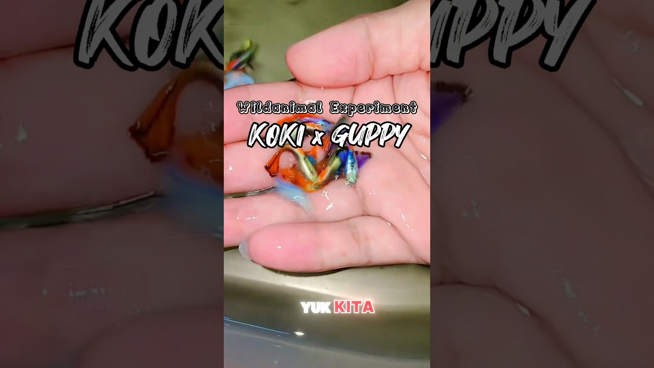 DNA ikan Koki dan Guppy digabung #wildanimalexperiment #fiksi #animal #science