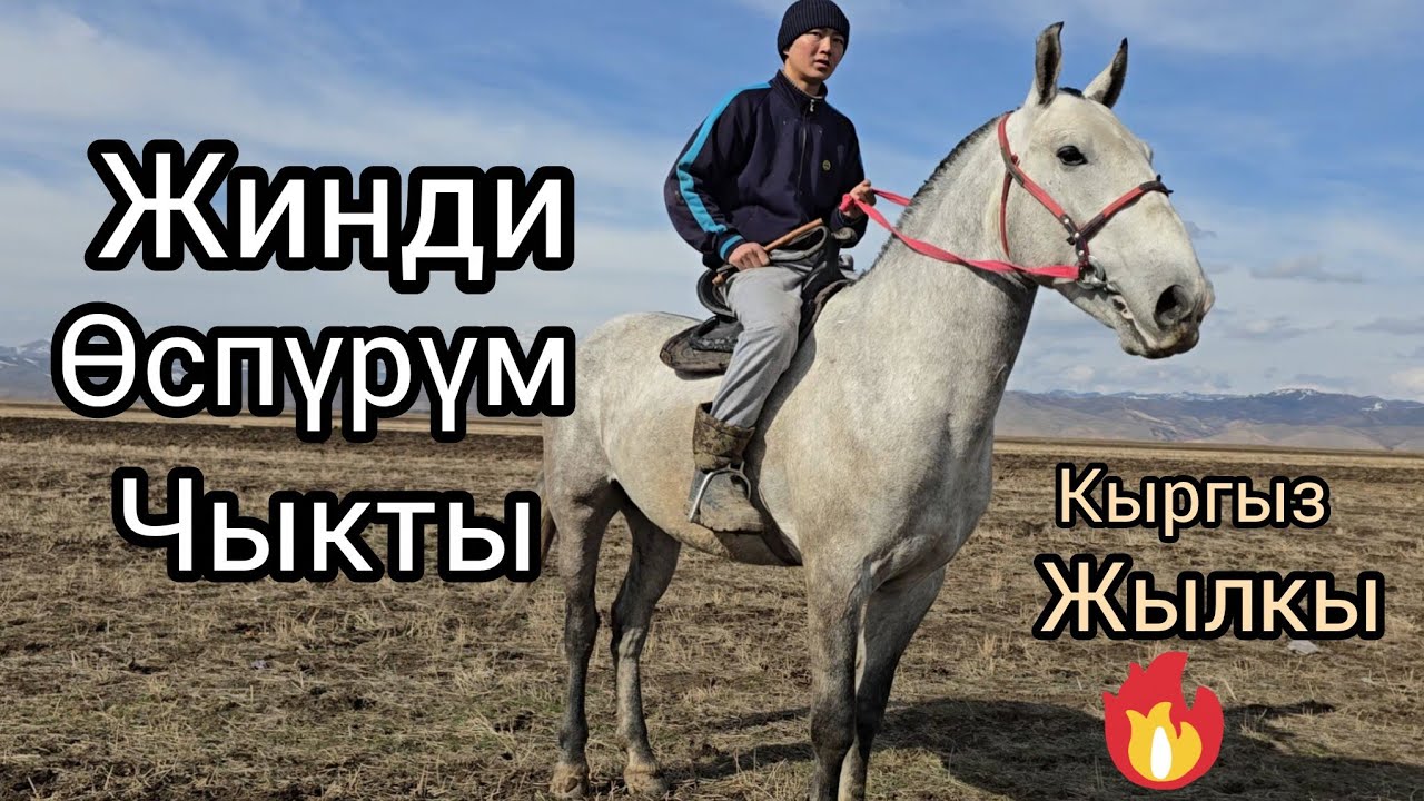 Бүгүн 10 февраль 2026 жинди Өспүрүм чыкты кыргыз жылкы😱 #кыргызстан #узбекистон #көкбөрү #жанылыктар