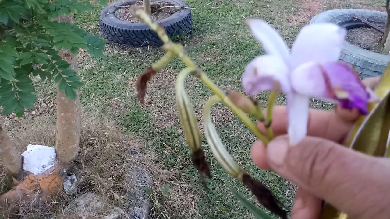 Orquidea bambu poda