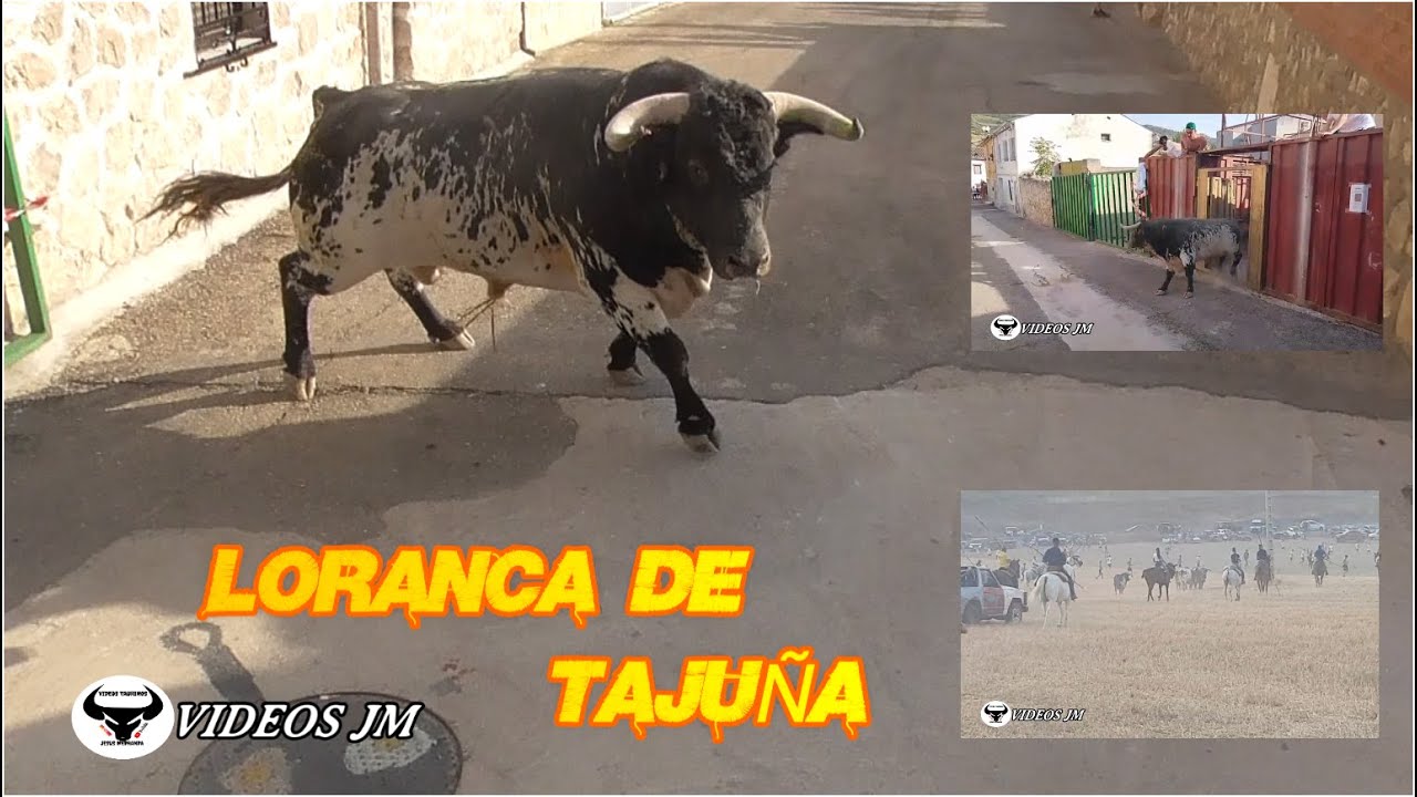 Encierro Campo Loranca de Tajuña (05-08-25)