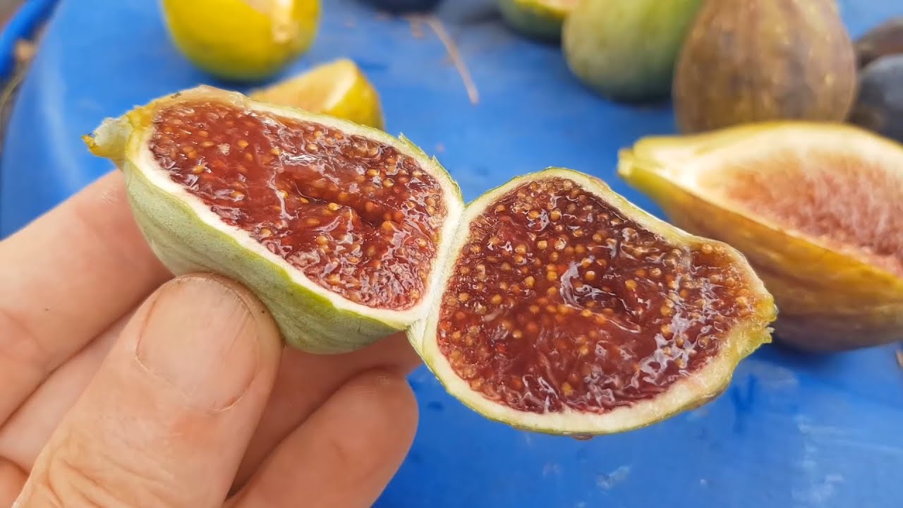 Dégustation de figues chez Baptiste