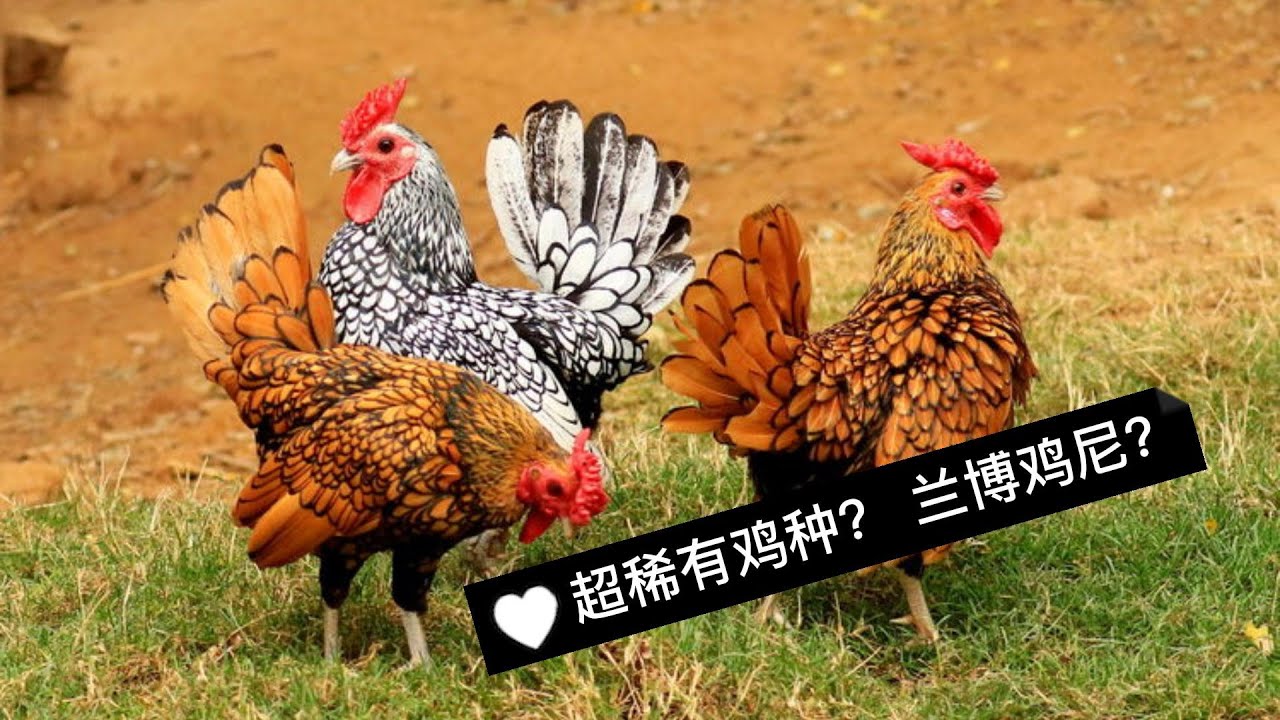 世上top10的稀有鸡品种！
