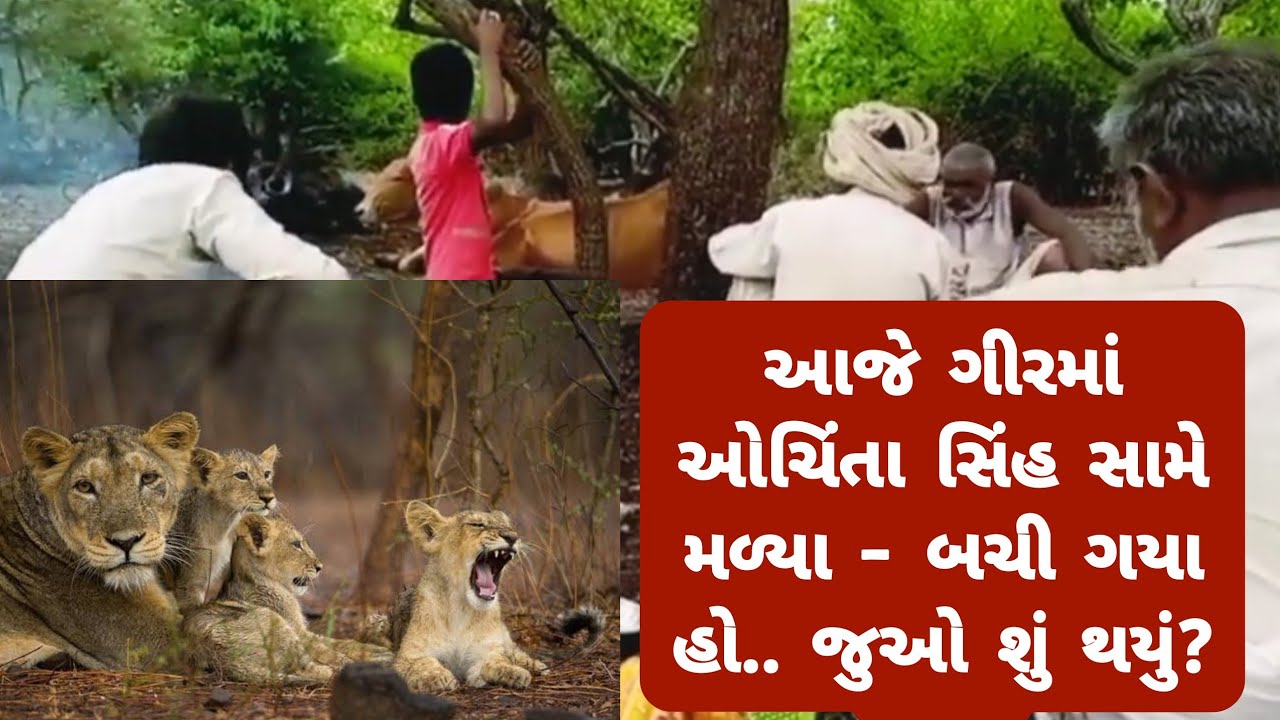 આજે તો બચી ગયા -  ઓચિંતા સિહ આવી ગયા । Asiatic lion vs maldhari