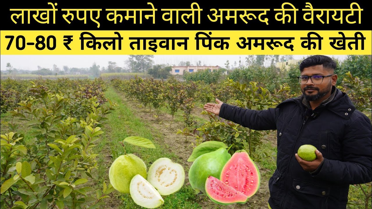 अमरूद की सबसे अच्छी वैरायटी की खेती | Taiwan Amrud ki kheti || Taiwan Pink Guava Farming in india