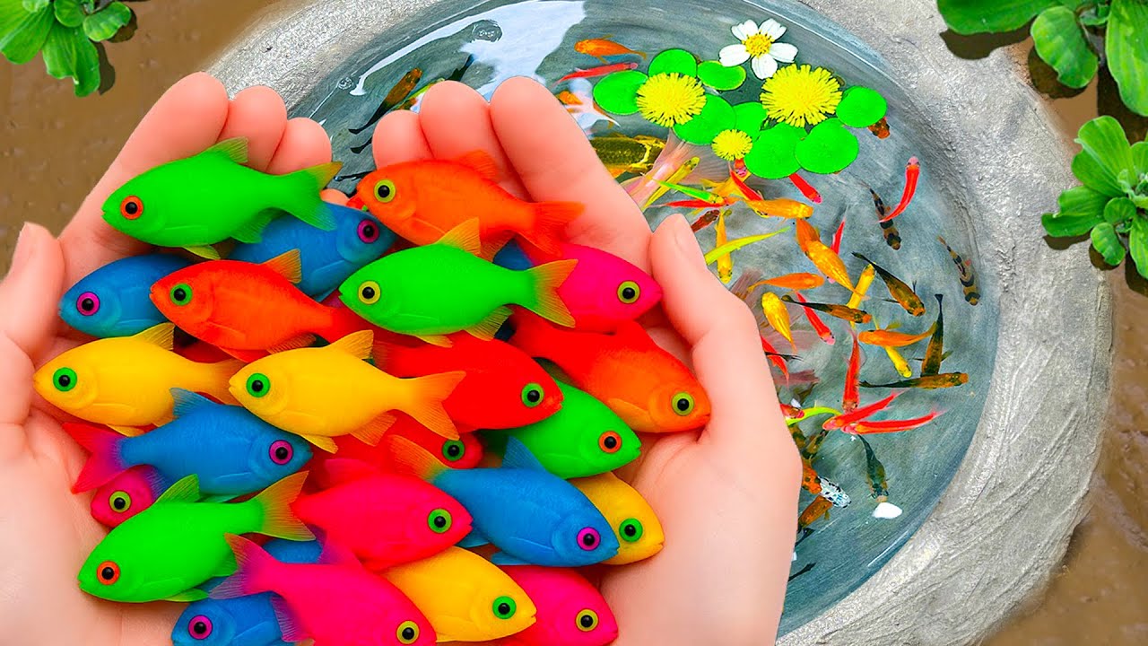 I Get Colorful Ornamental Fish in Tiny Pond, Goldfish, Baby Turtle, Eel, Glass Fish, Koi, Platy Fish