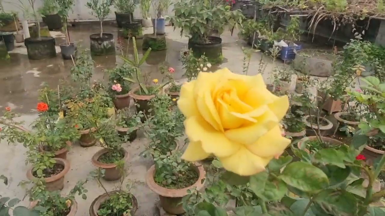চলেন পুরোটা বাগান ঘুরে আসি #greenrooftop home garden #organic garden from bd.