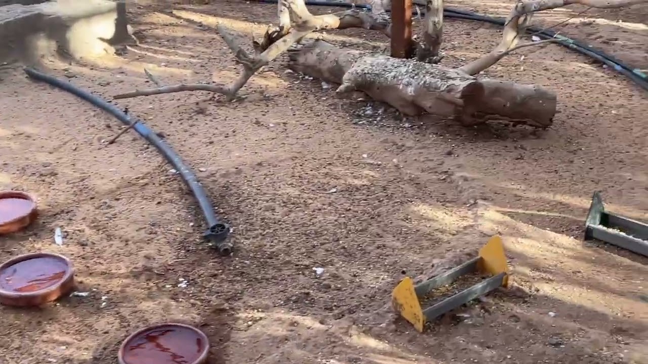جوله على المحميه وحطيت للقمري مواد التعشيش وبدا القمري يعشش