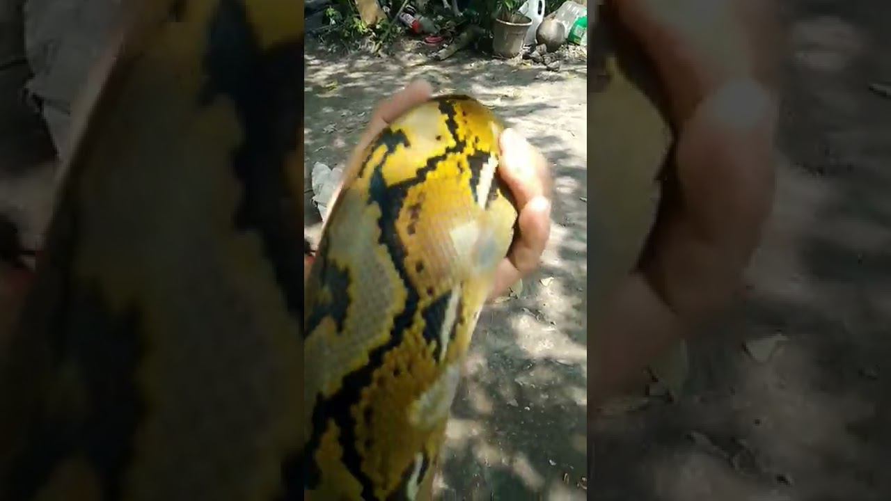 RETICULATED PHYTON