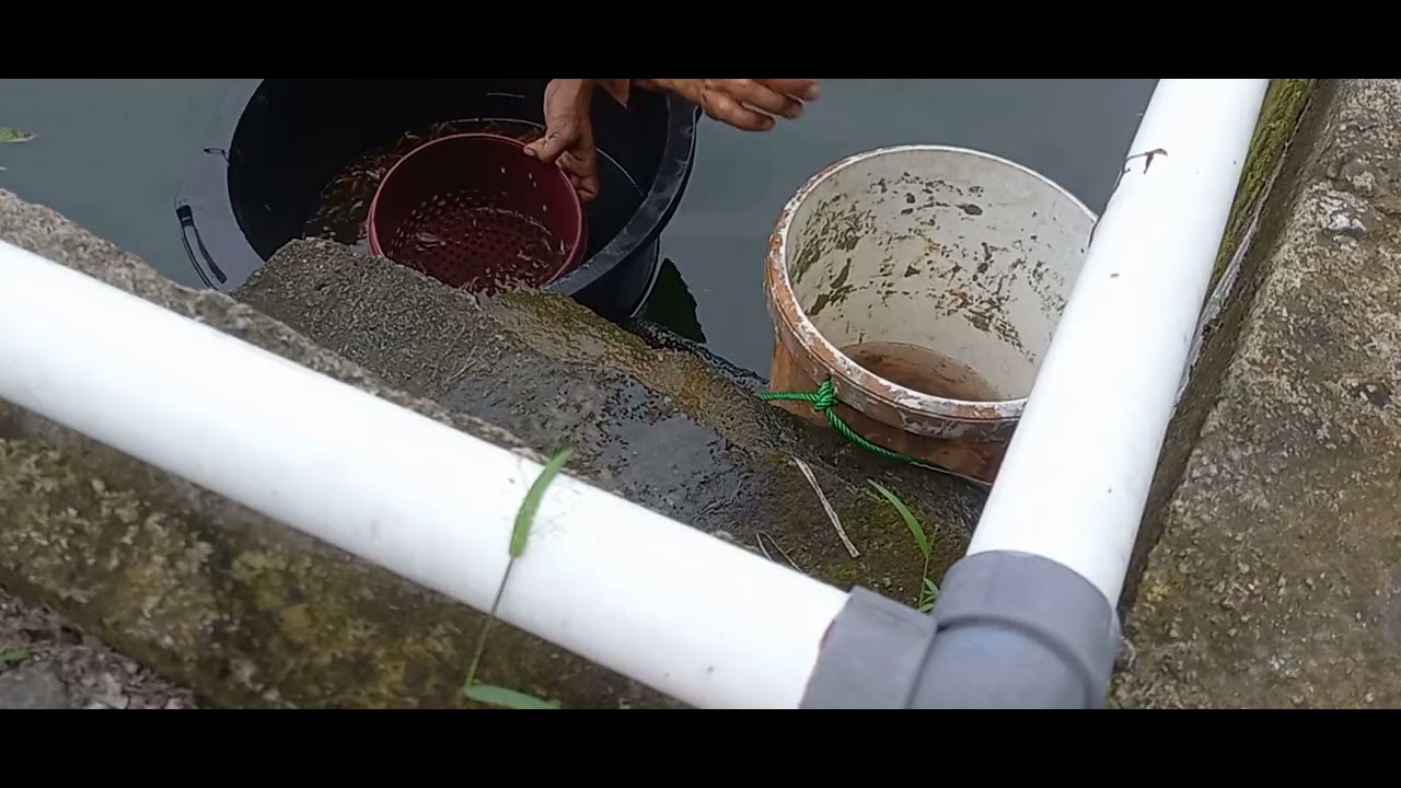 Sortir ikan nila 