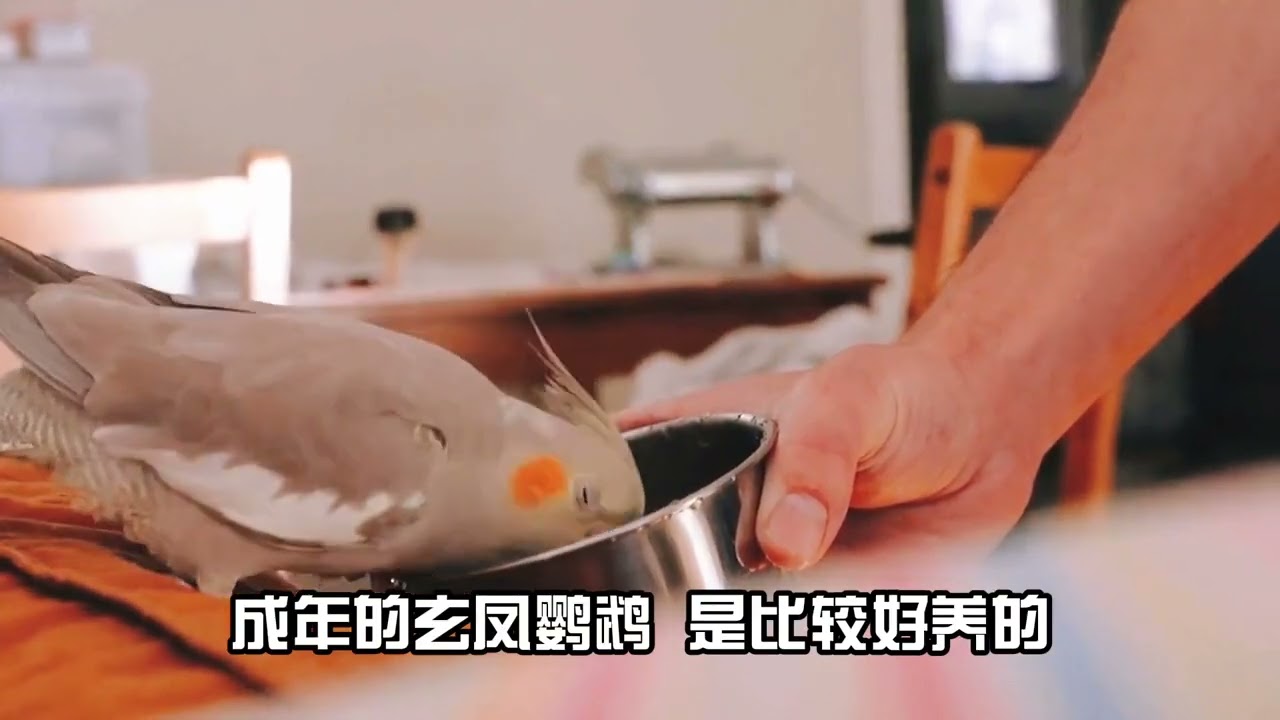 鸚鵡介紹-玄鳳鸚鵡