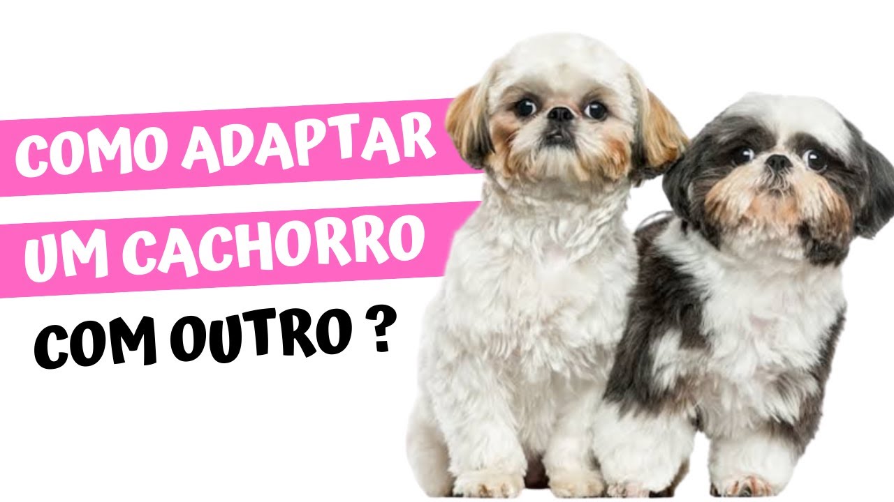 Como ACOSTUMAR um CACHORRO COM OUTRO? | 7 Dicas para uma adapta&ccedil;&atilde;o tranquila