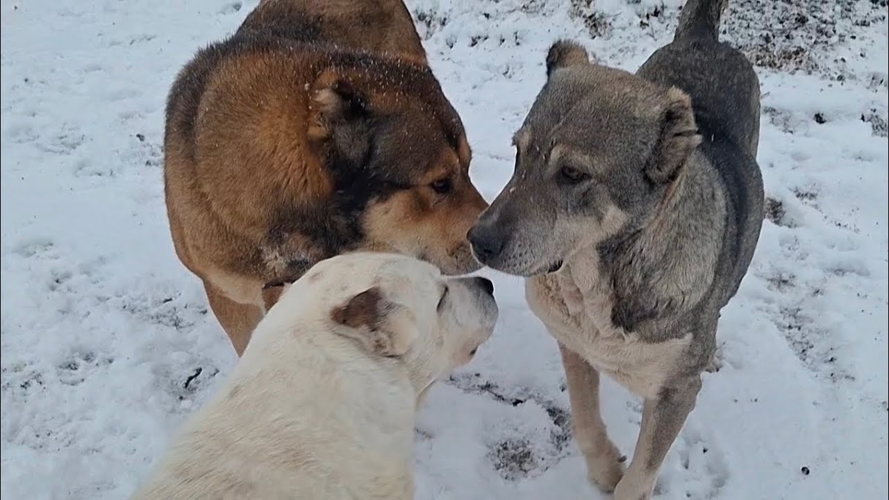 Гайтан, Катана, Сайга!