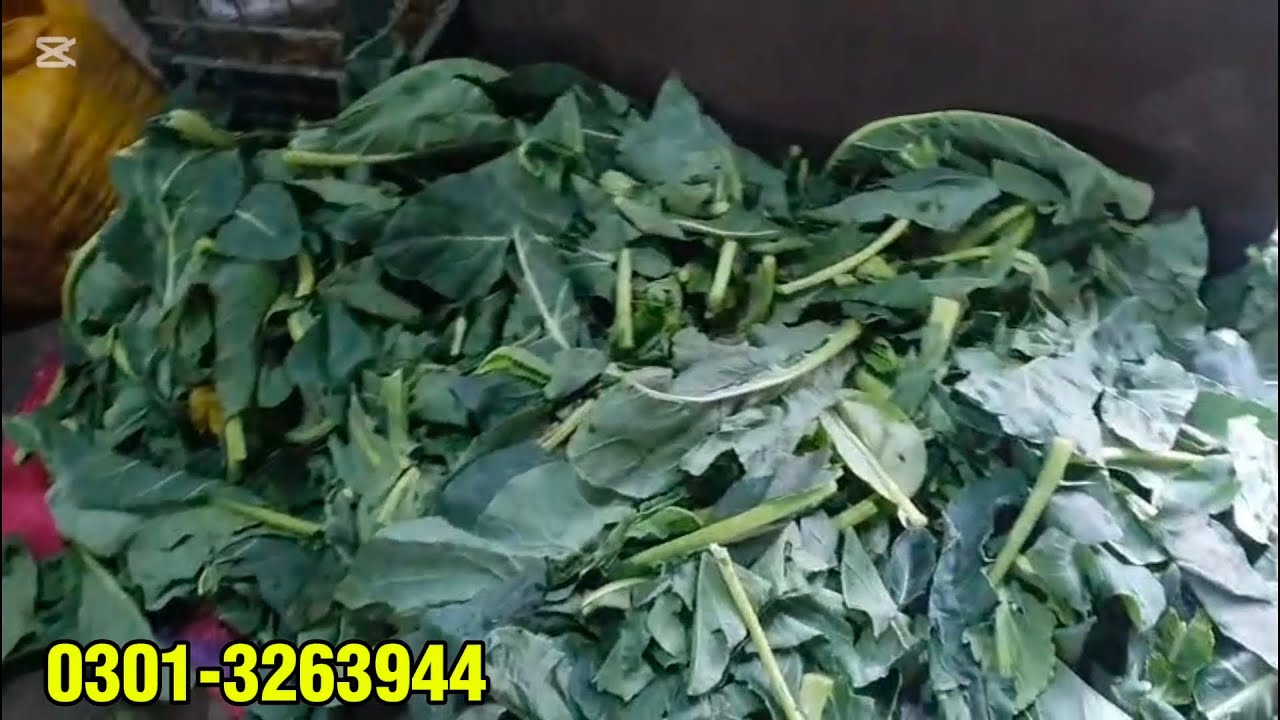 Gujranwala rabbits must watch video #rabbit #chicken #rabbitfarming #birds #pets 