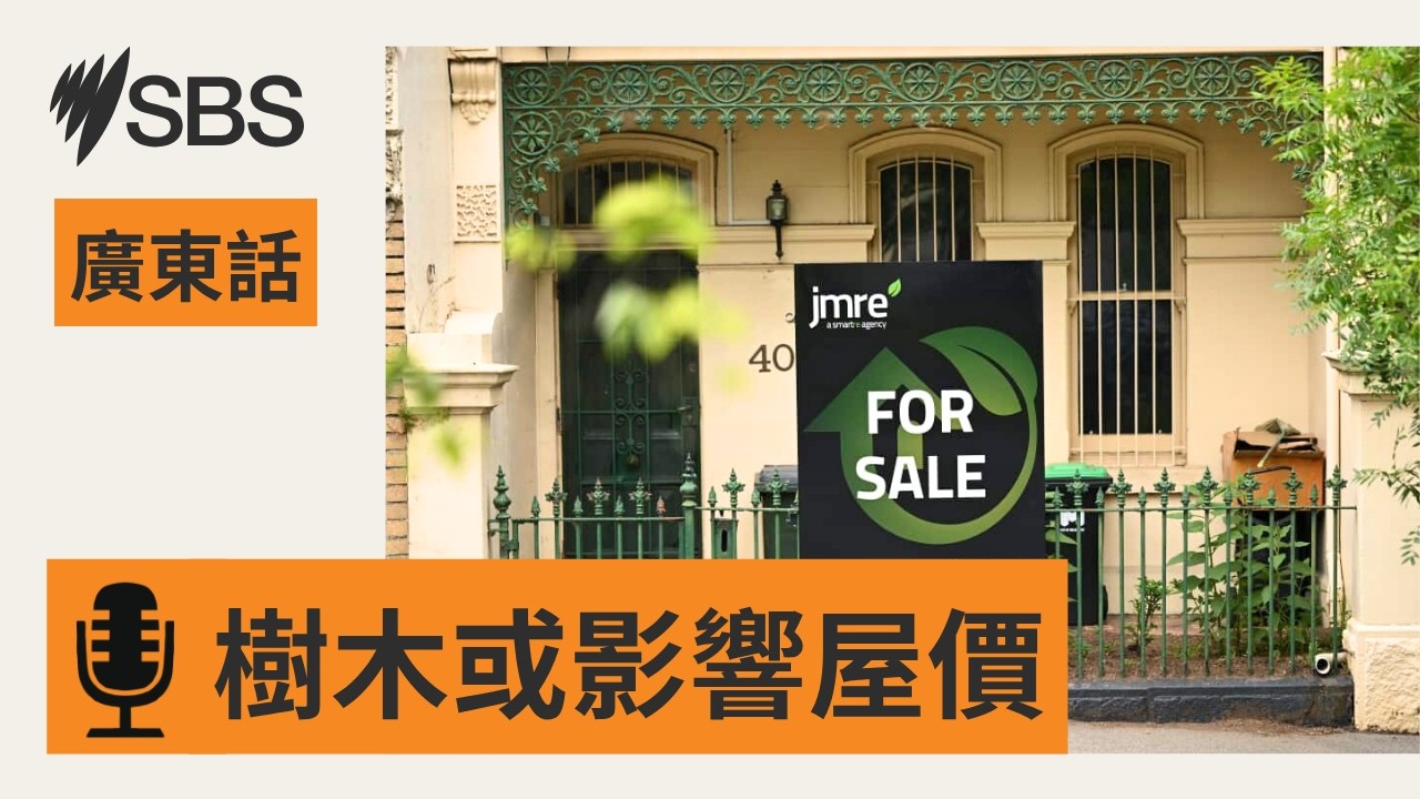 【物業全攻略】專家解釋為何買賣物業要留意附近有無樹木？ | SBS Cantonese - SBS廣東話節目
