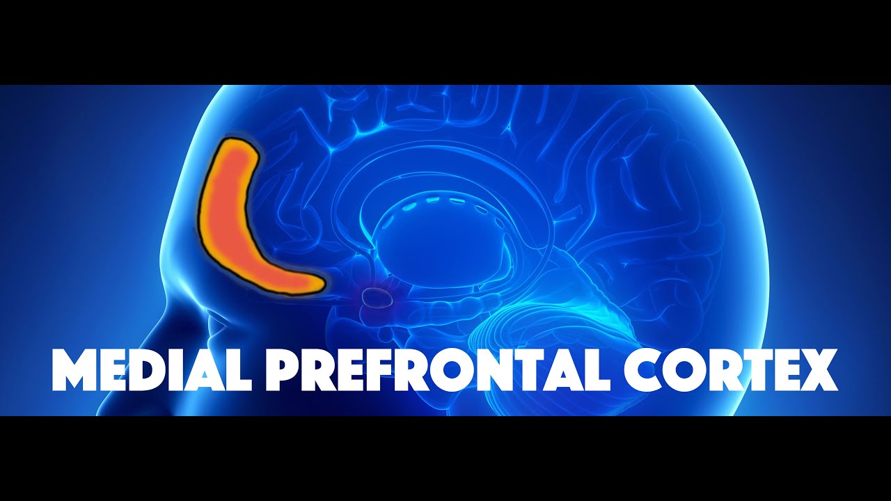 Medial Prefrontal Cortex