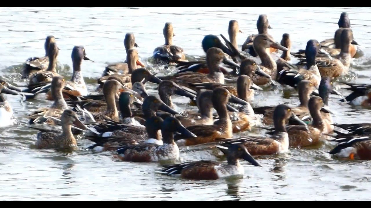 【電撃解散！】ハシビロガモの渦巻採食 @洲原池 / Lightning Breakup! Spin-feeding by Northern Shovelers @Suhara Pond