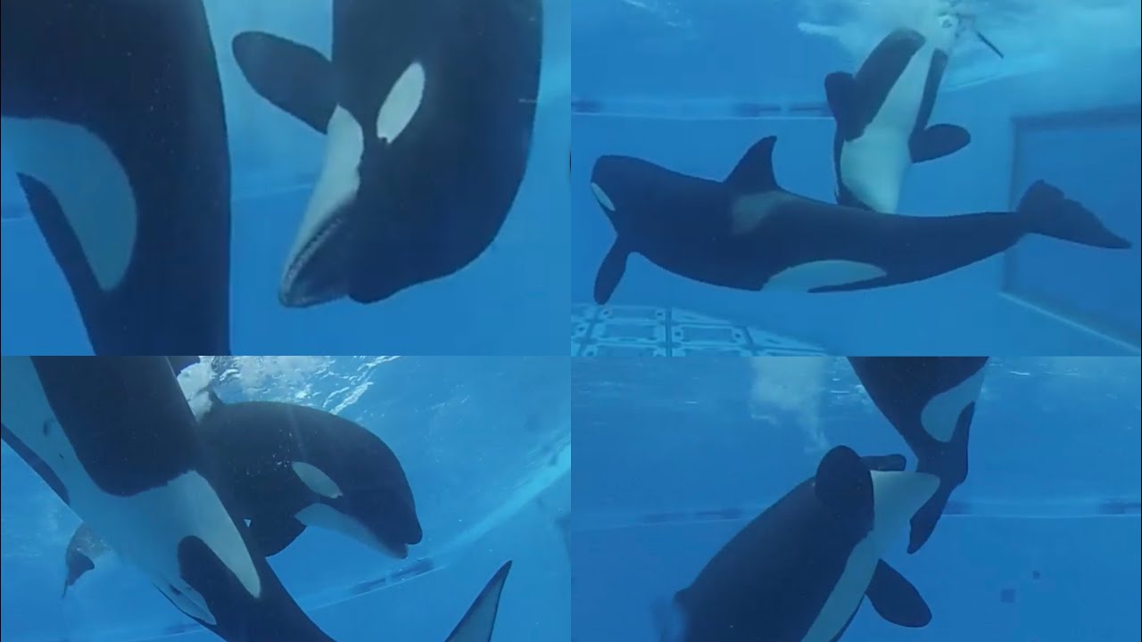 ORCA ATTACK EACHOTHER at Seaworld - Animal Fights