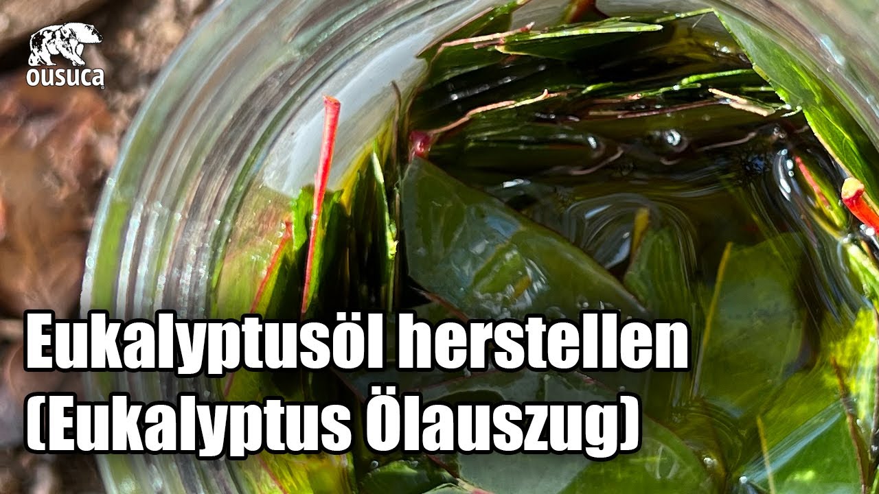 Eukalyptusöl herstellen durch Ölauszug